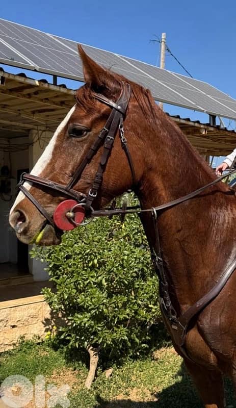 ‏Thoroughbred mare for sale $7000فرس إنكليزية للبيع 1