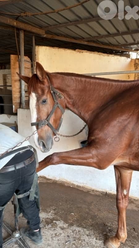 ‏Thoroughbred mare for sale $7000فرس إنكليزية للبيع 2