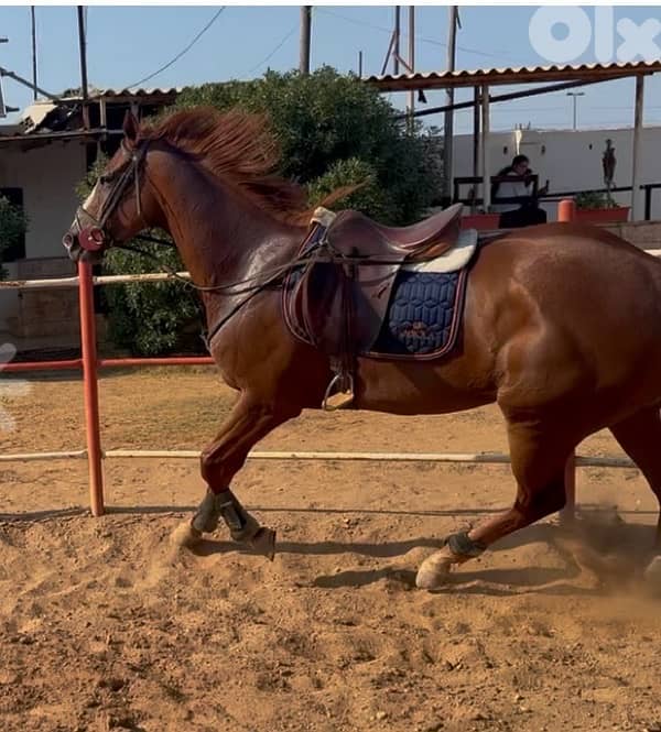 ‏Thoroughbred mare for sale $7000فرس إنكليزية للبيع 3