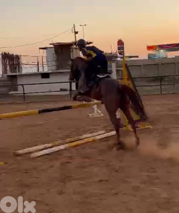 ‏Thoroughbred mare for sale $7000فرس إنكليزية للبيع 4