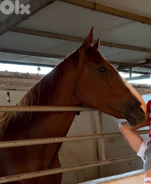 ‏Thoroughbred mare for sale $7000فرس إنكليزية للبيع 5