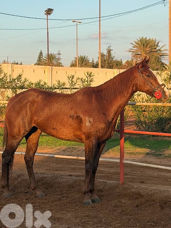 ‏Thoroughbred mare for sale $7000فرس إنكليزية للبيع 6