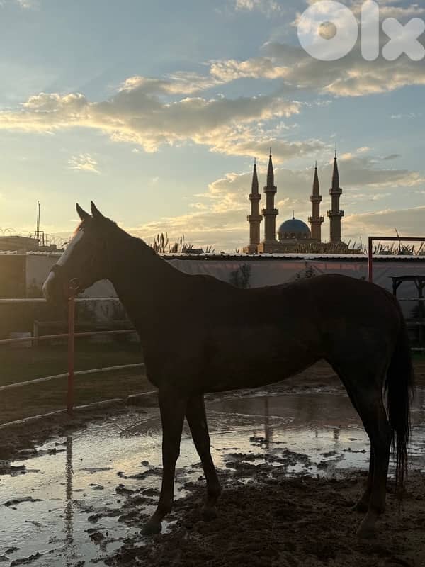 ‏Thoroughbred mare for sale $7000فرس إنكليزية للبيع 7