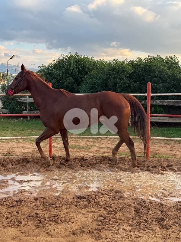 ‏Thoroughbred mare for sale $7000فرس إنكليزية للبيع 8