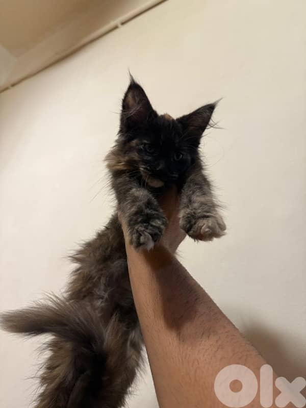 !!last mainecoon kitten available!! 0