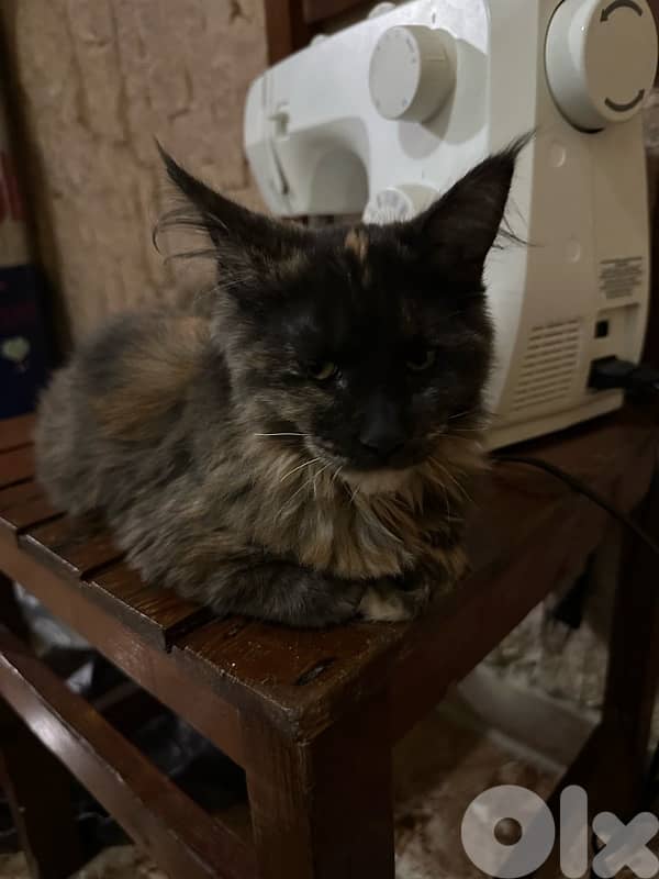 !!last mainecoon kitten available!! 1