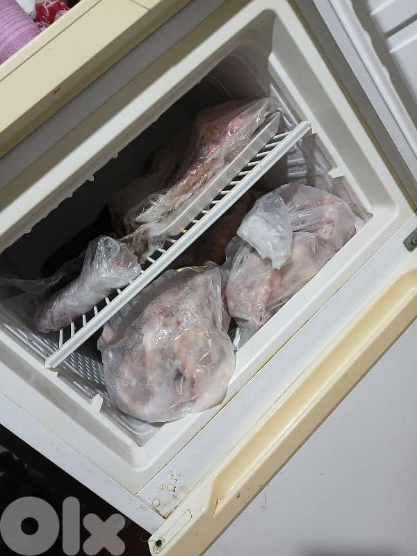 جونيه ذوق مصبح 4