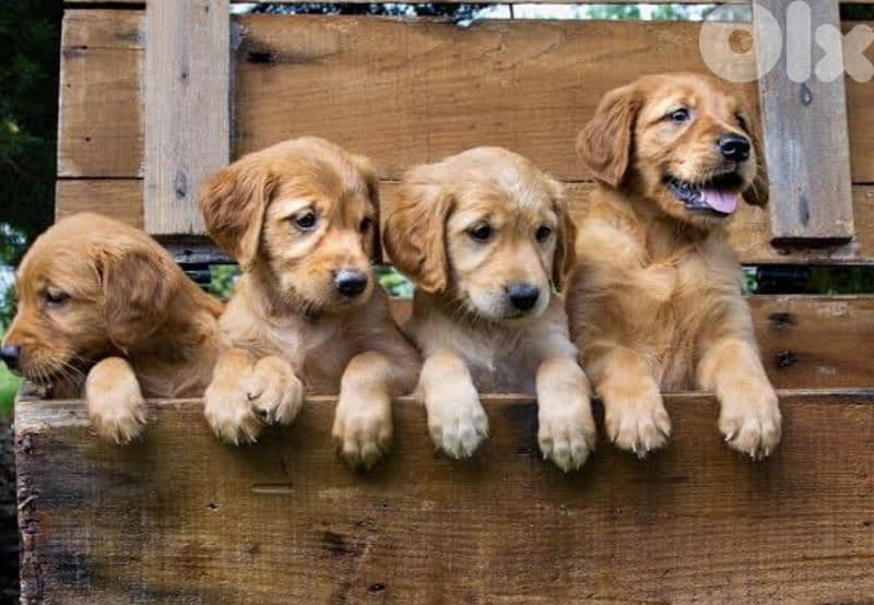 golden retriever_cavalier_jack Russell 0