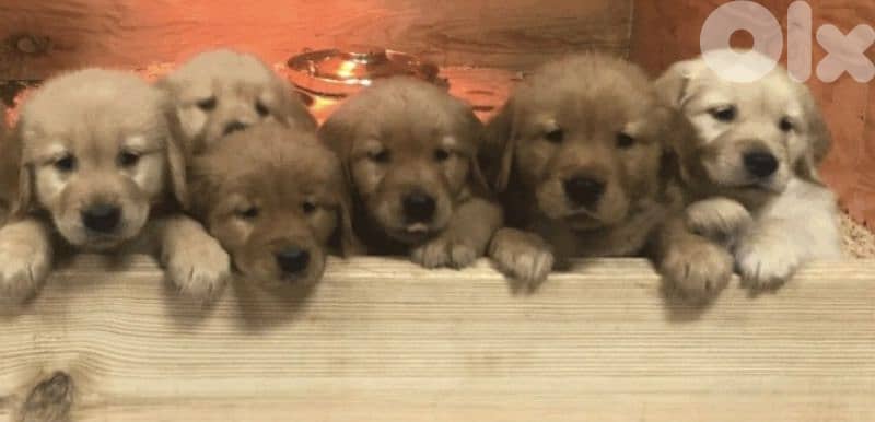 golden retriever_cavalier_jack Russell 1