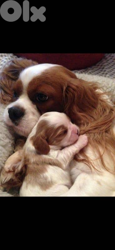 golden retriever_cavalier_jack Russell 2