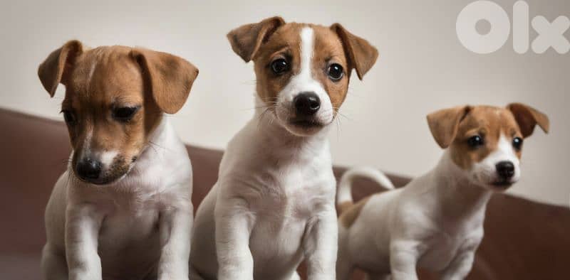 golden retriever_cavalier_jack Russell 3