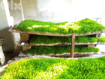 شعير مستنبت طازج