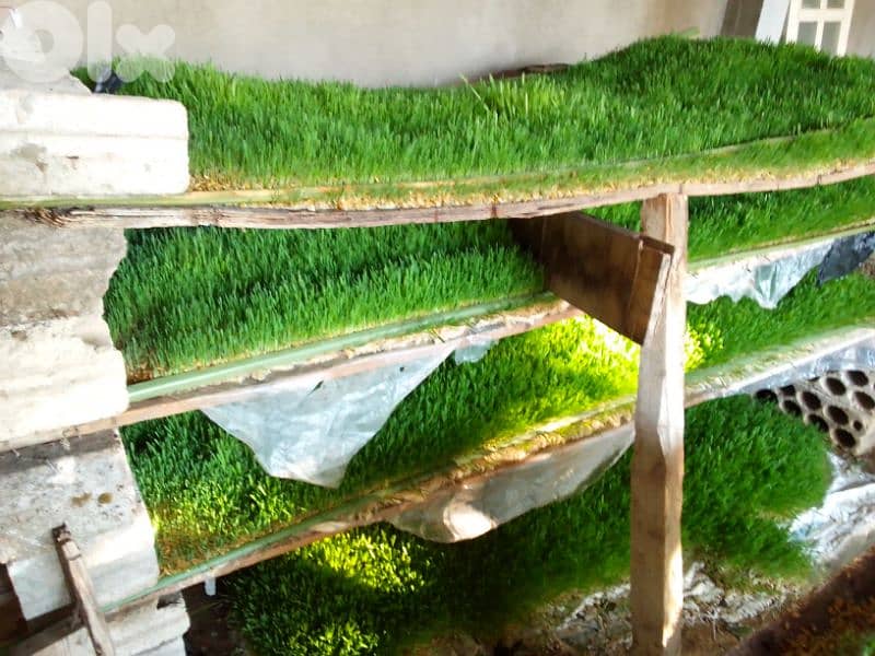 شعير مستنبت طازج 1