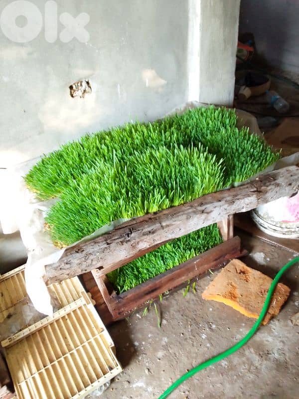 شعير مستنبت طازج 2