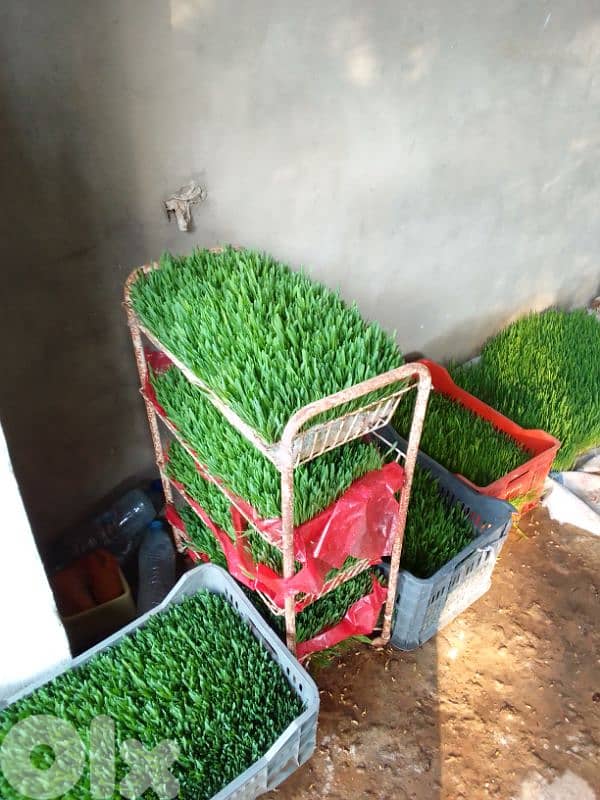 شعير مستنبت طازج 3