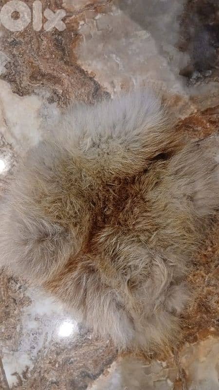 فروه طبيعيه 0