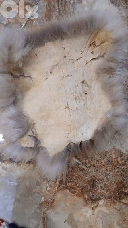 فروه طبيعيه 1