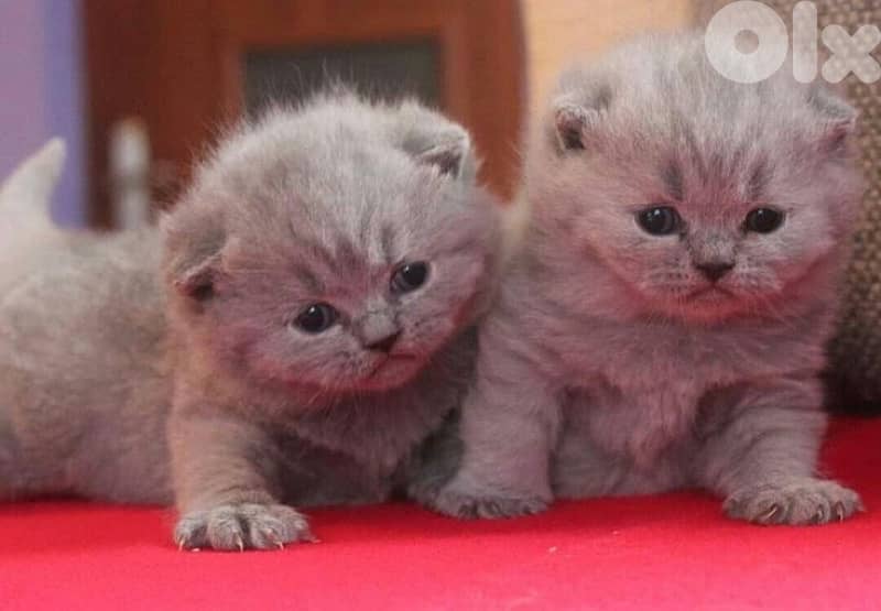 scottish  for sale 70485808 0