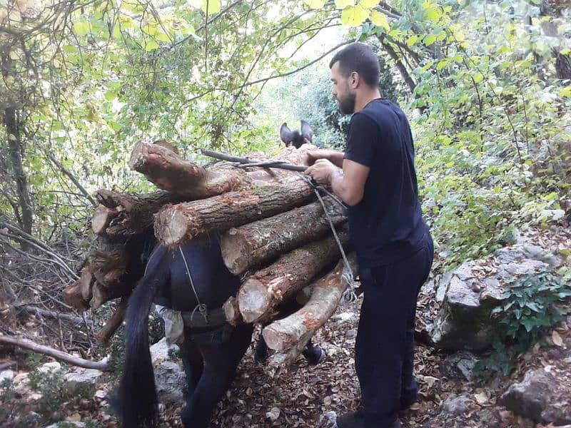 غزير كسروان 8