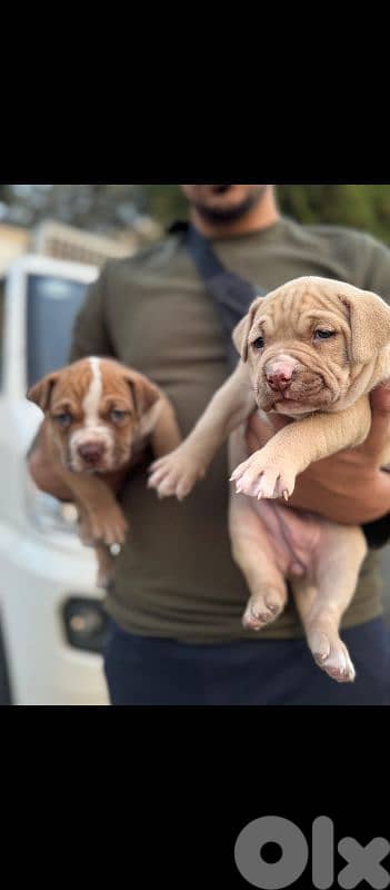 pitbull puppuies