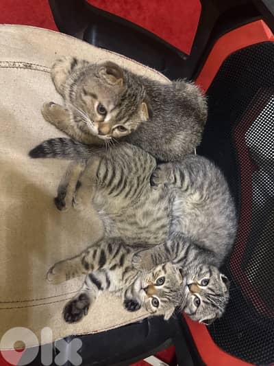 Pure Scottish Fold Kittens (cats,قطط)