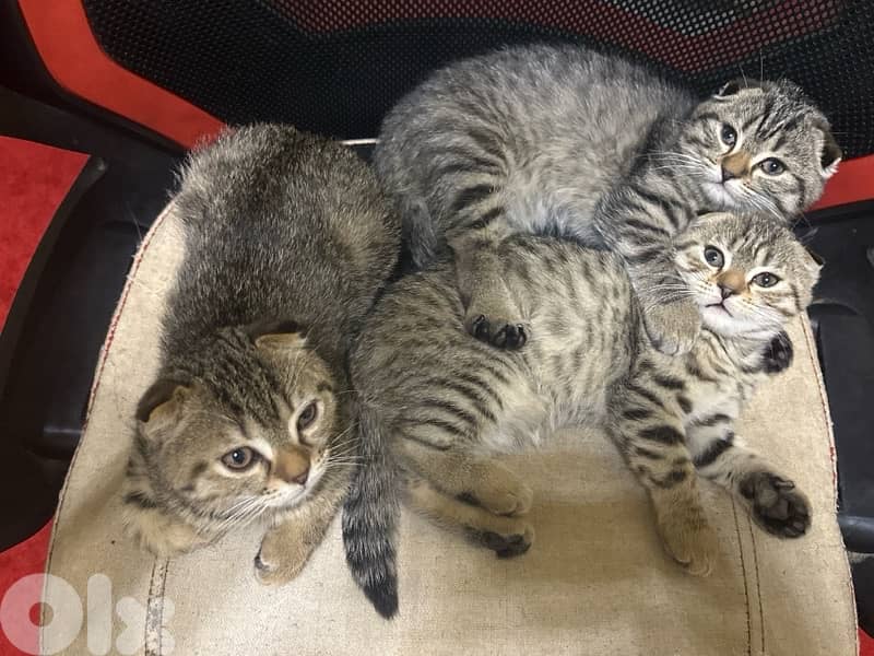 Pure Scottish Fold Kittens (cats,قطط) 1