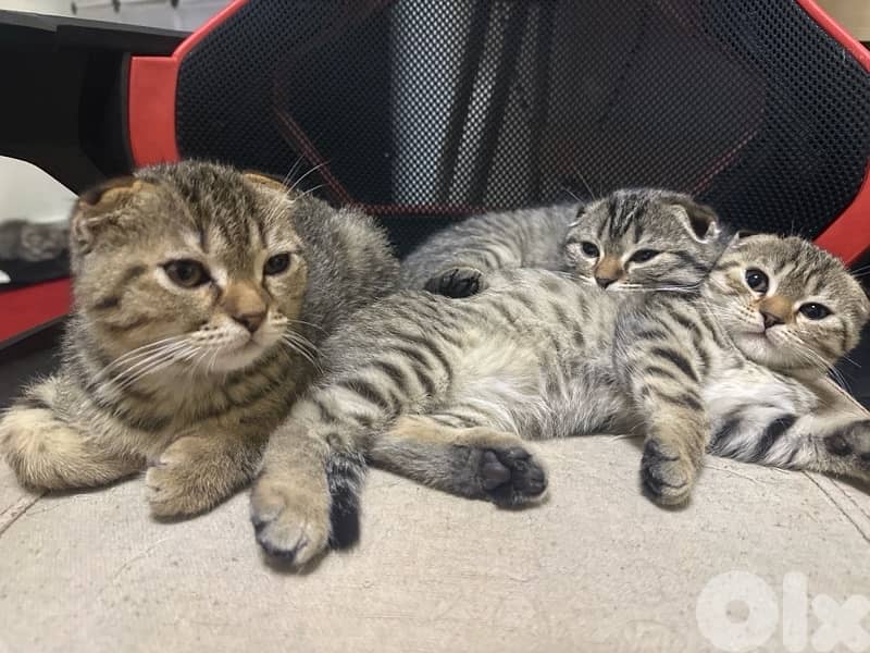 Pure Scottish Fold Kittens (cats,قطط) 2