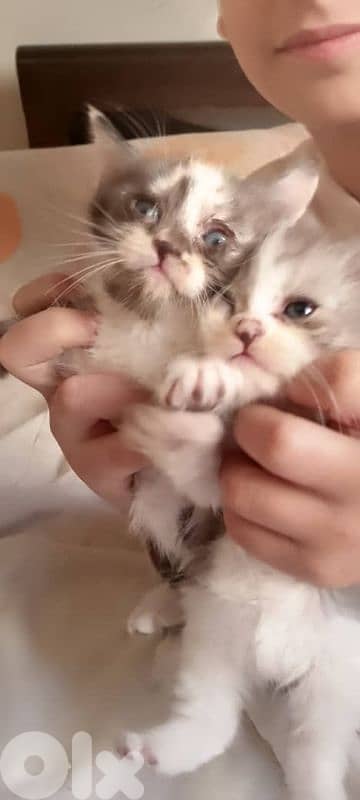 قطط صغيرة للبيع