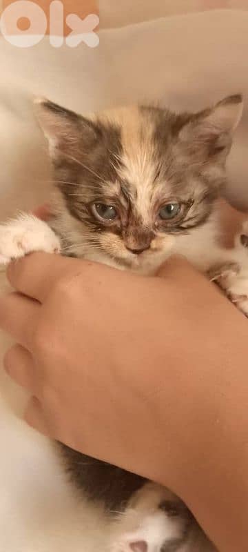 قطط صغيرة للبيع 1