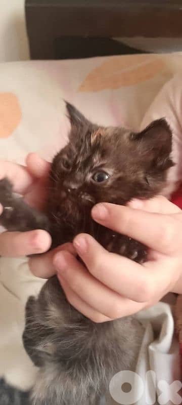 قطط صغيرة للبيع 2