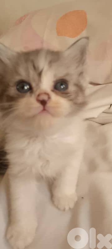 قطط صغيرة للبيع 3
