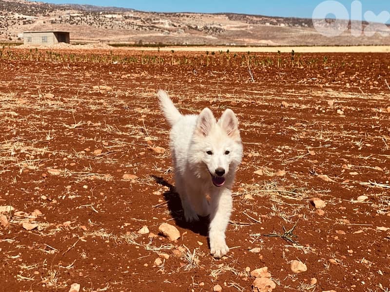 white GSD 1