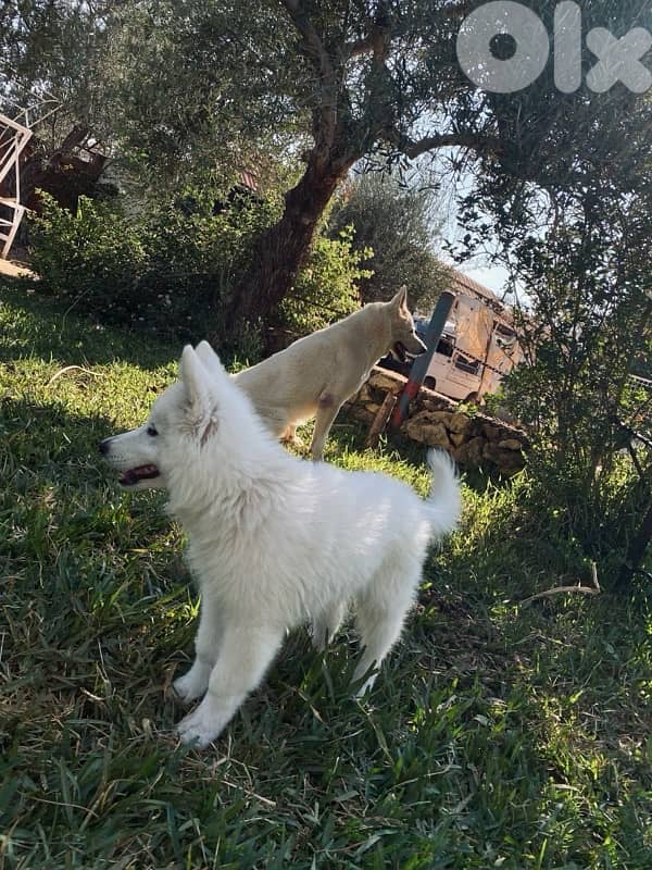 white GSD 2