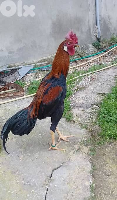 فراخ وفروخ تركي للبيع