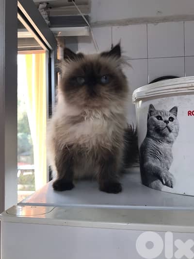 Himalayan pure available