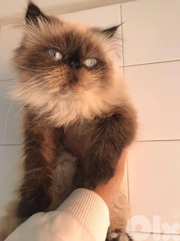 Himalayan pure available 1