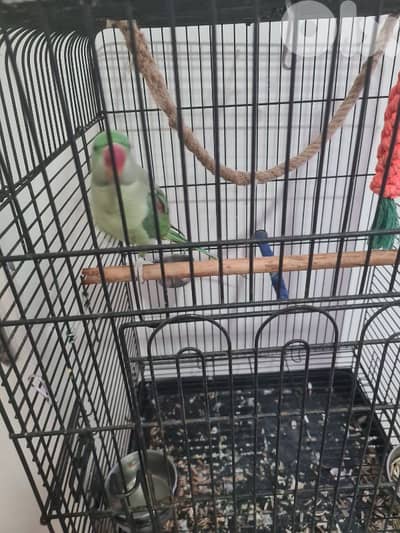 فرخ درة الكسندرين مروض ٩شهور