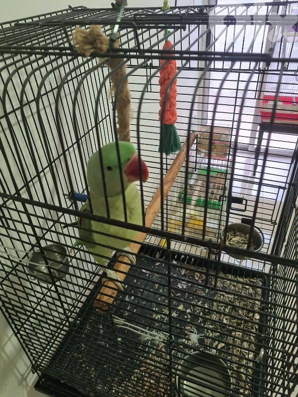 فرخ درة الكسندرين مروض ٩شهور 1