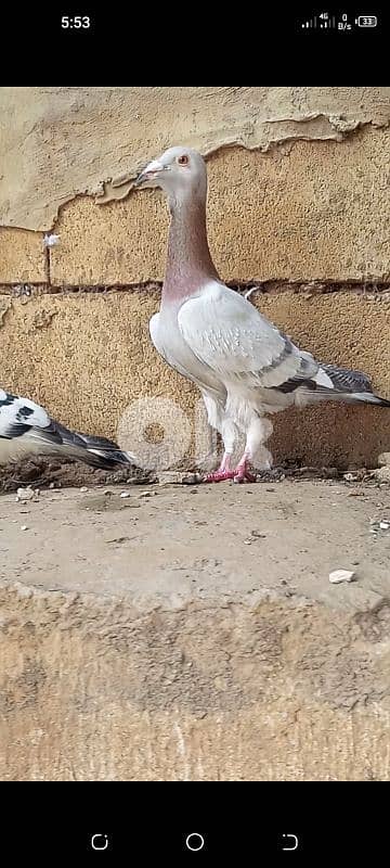 انتايتين موجودين بشتورا شغالين و صحة دهب