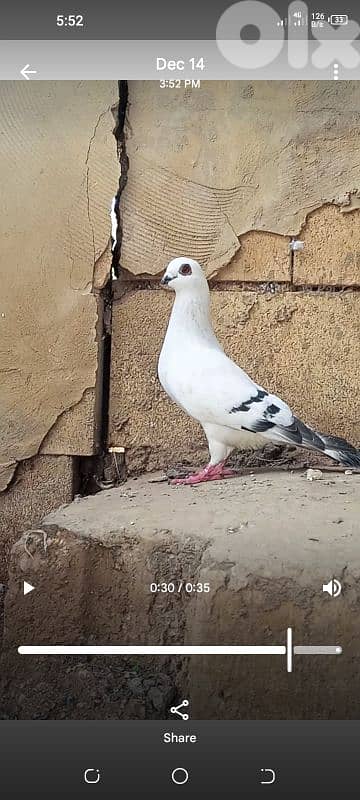 انتايتين موجودين بشتورا شغالين و صحة دهب 1