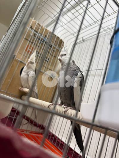 أجمل الكراوانات وايت فيس  جوز ترباية بيات