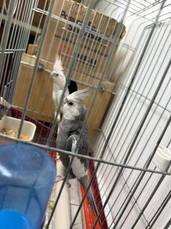 أجمل الكراوانات وايت فيس  جوز ترباية بيات 1