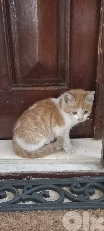 Alone Kitten found for adoption