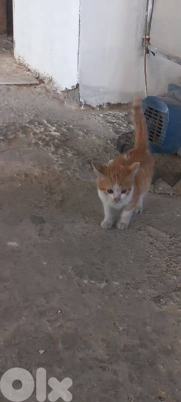 Alone Kitten found for adoption 1
