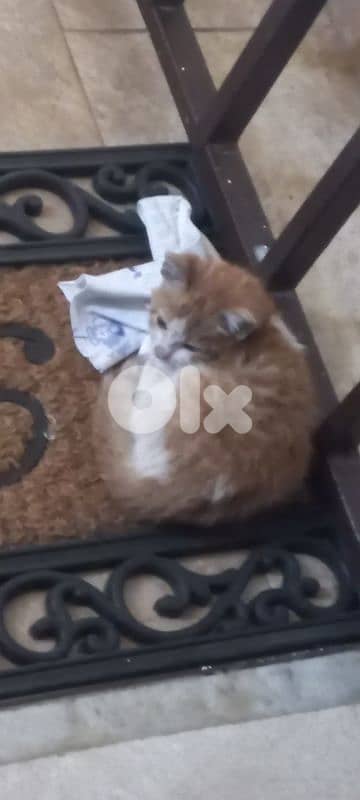 Alone Kitten found for adoption 2