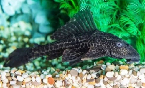 Suckermouth Catfish (Pleco)