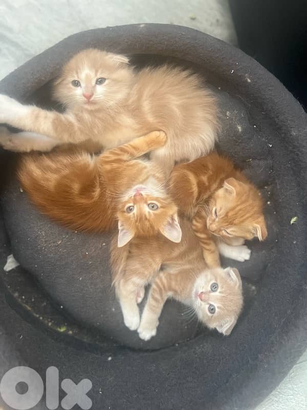 Cute Scottish Fold Cream Kitten 0