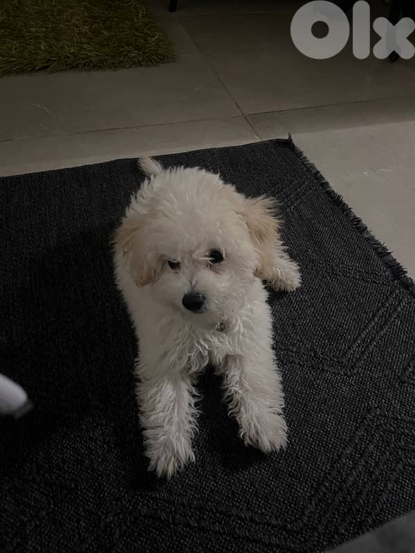 bichon maltese 2