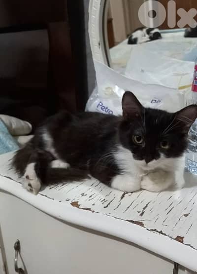 بسينات دكورة واناتي للتبني