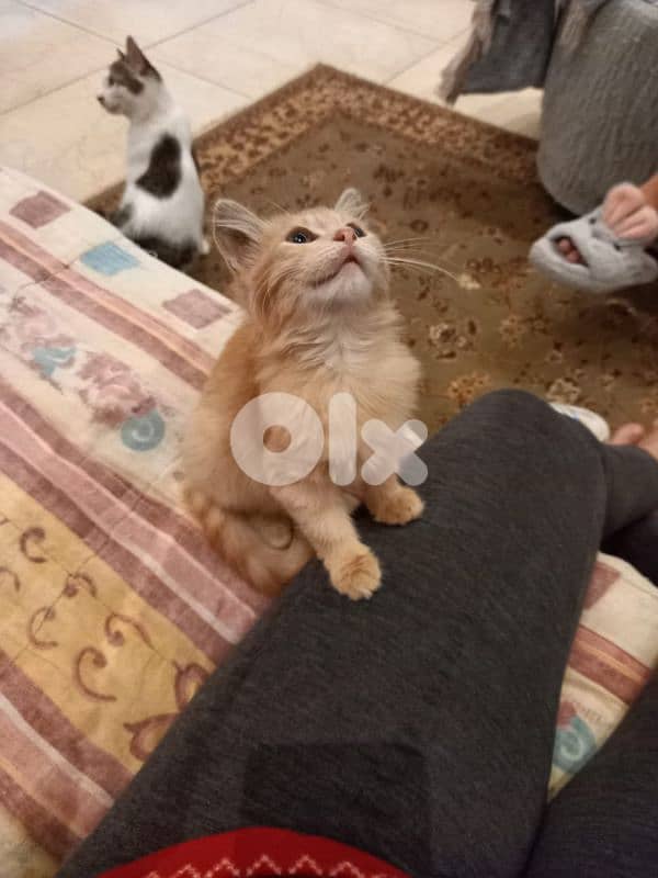 بسينات دكورة واناتي للتبني 1